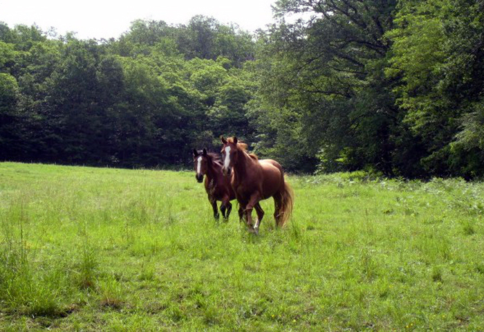 riding horses in Tarn, near Gaillac