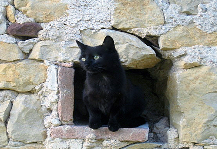 cat in Batisse Belhomme, Lacapelle, Tarn