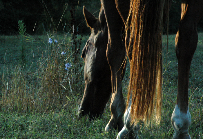 horse-riding in Tarn