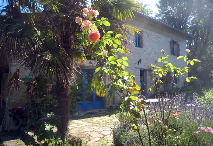 magnificent rosebush in south of France